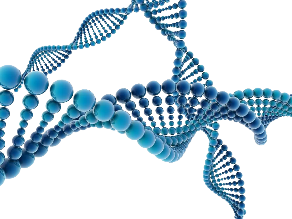 DNA double helix
