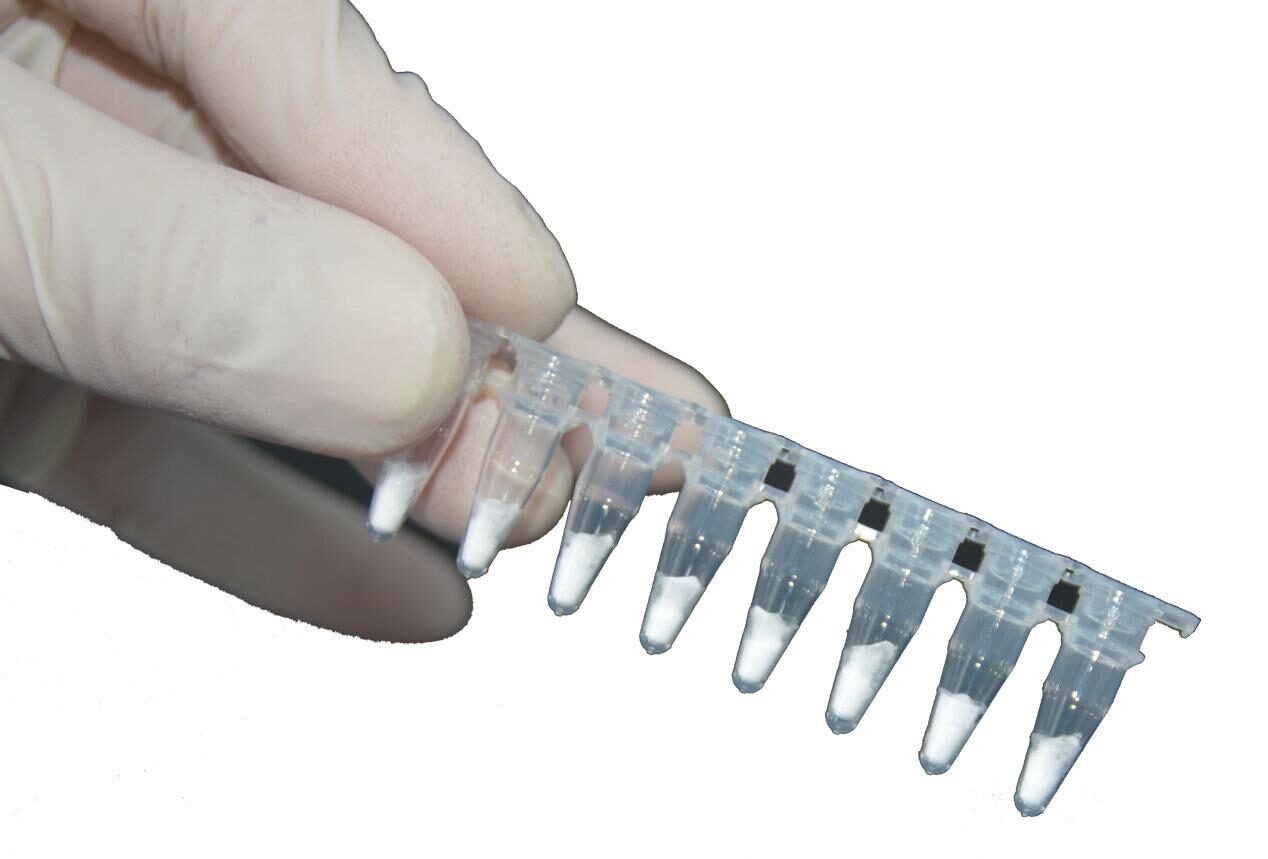 Gloved hand holding an 8-tube strip